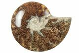 5.3" Polished Ammonite Fossil - Madagascar - #199192-1